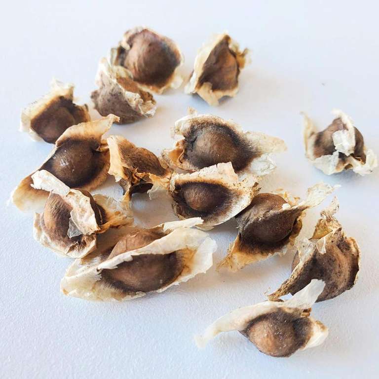 How to Plant Moringa Seeds